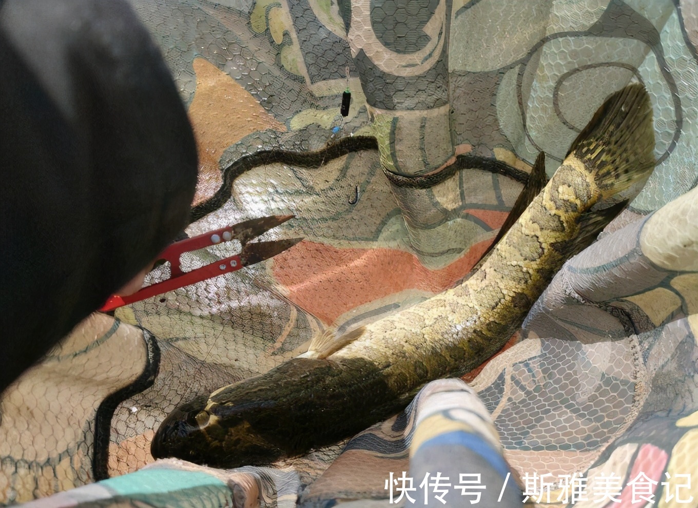 广东|广东一水库黑鱼“大爆发”，老大爷：有人倒了十几车