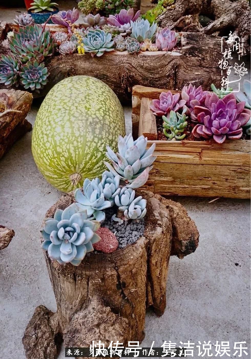 多肉遇上枯木木花盆，姑娘自己造！