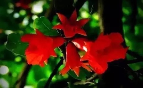 瑞香花|全国56市市花，太美了