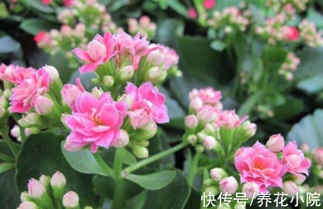 三种花要“穷养”,10月以后“虐一虐”,花苞长满枝头