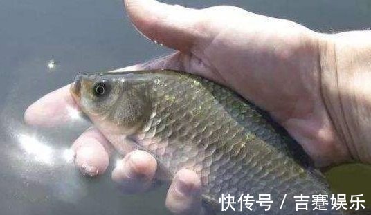 盛夏如何野钓鲫鱼,只需五招轻松有效!