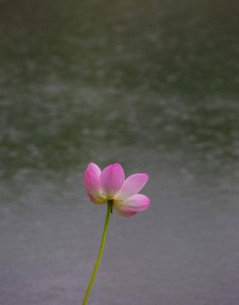 河南|河南18市市花大全！这种花居然同为8个市的市花！