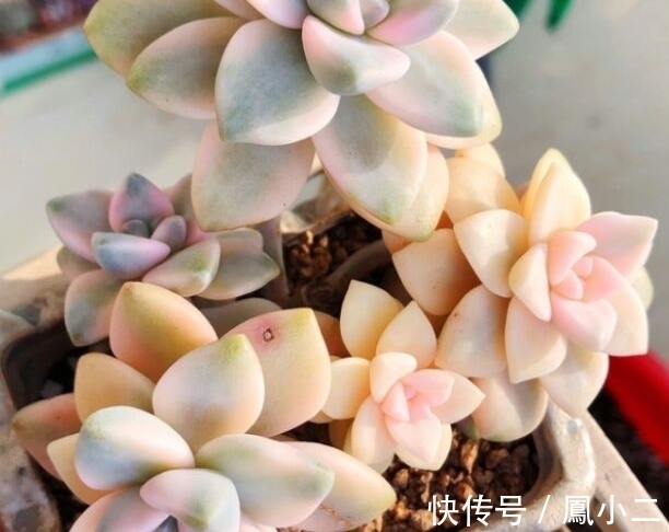 黑腐|天冷养多肉有7怕,做好7件事多肉不黑腐冻伤安全越冬