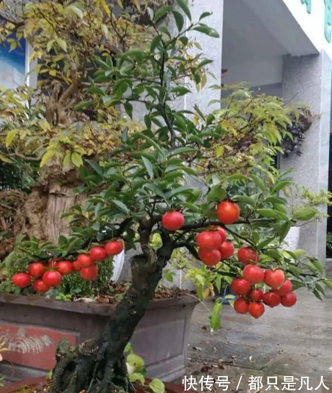 火焰状|“寿命长”的10种花，寓意好，格调高，老人见了眉开眼笑！