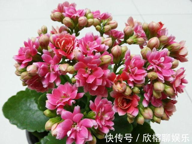 阳台|叶片肥嘟嘟，开花大又艳，自己扦插长寿花，不花钱长得满阳台都是