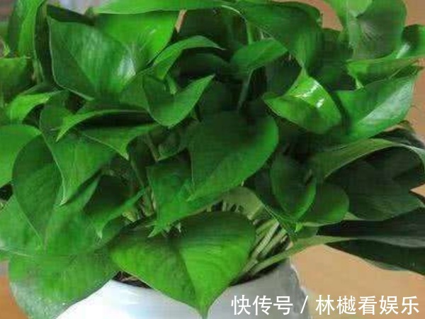 二氧化碳|“一颗绿萝七个鬼”,家中为啥不能放绿萝有什么讲究吗