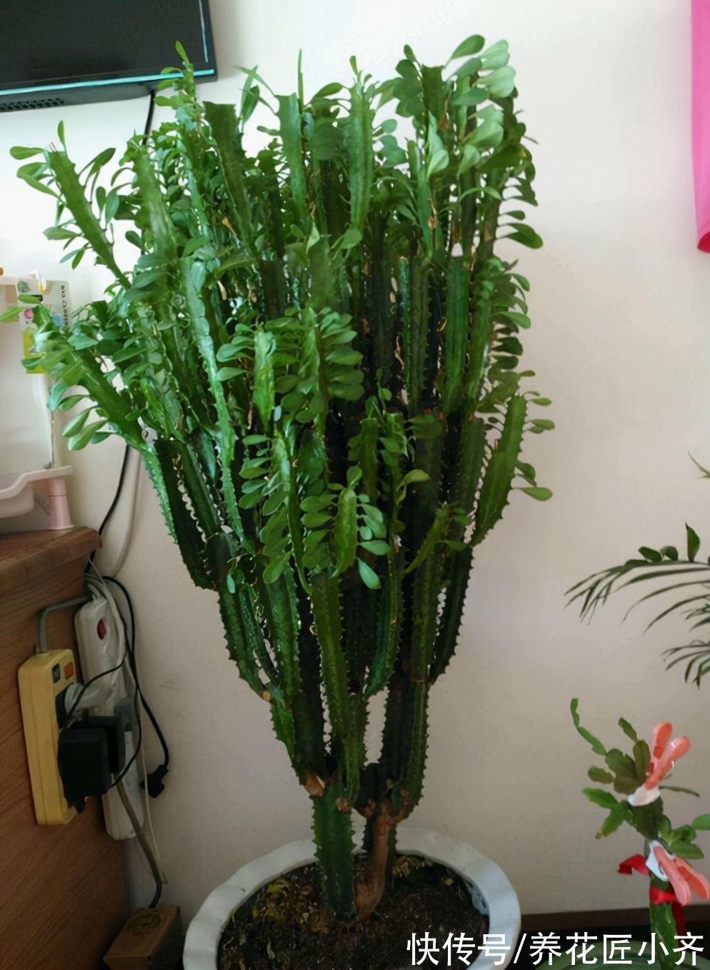 8种花不能多浇水，“少水少肥”伺候它，反而长势旺盛开花多