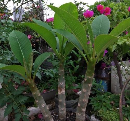 爆盆|养花时,用点鸡蛋、土豆,啥花都喜欢,不用买肥料,还不停爆盆