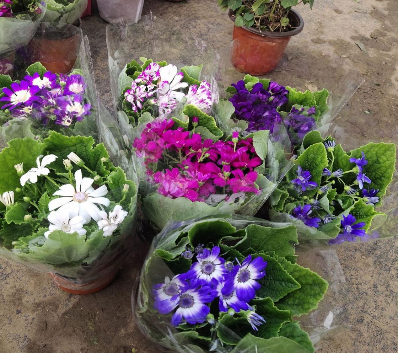 鸡蛋壳是养花神器,掌握住这些用法,完全不需再花钱买肥料了