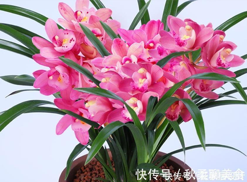 养君子兰、兰花和蟹爪兰不用别肥，就用两种，实实在在的好