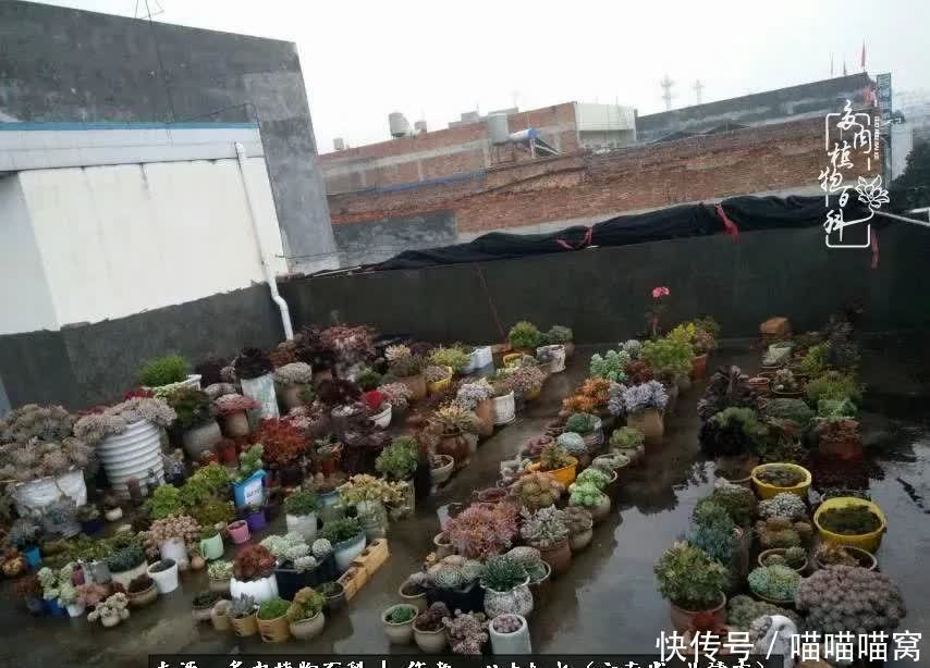 多肉|你是爱,是暖,是希望,你是人间四月天!