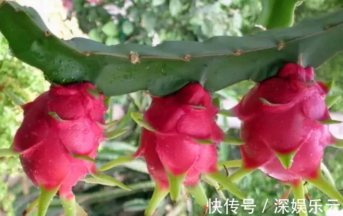 滋补|女人到中年,常吃3种食物,排毒抗衰,疏通血管,滋补身体