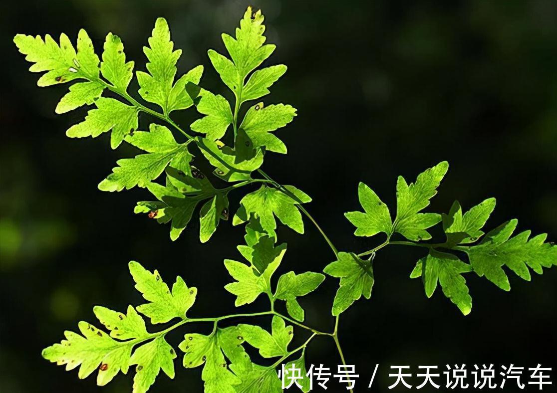 金粉草|山上杂草,看着不起眼,如今成为治疗金粉草,很珍贵