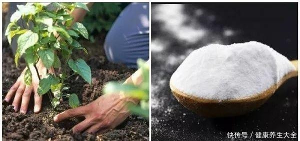 小苏打用来养花的众多用途，促进植物健康生长！