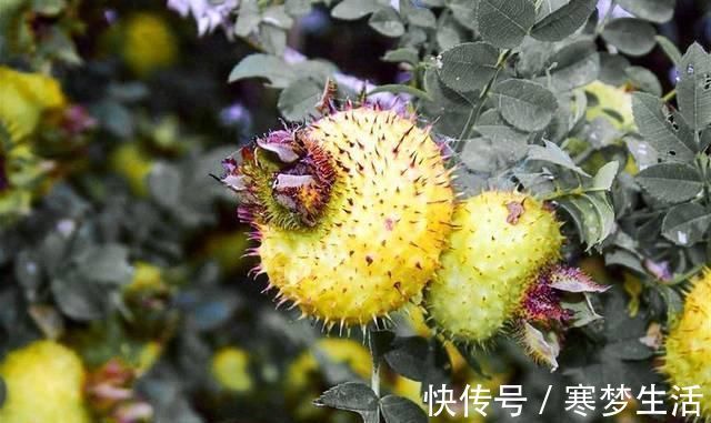 猕猴桃|它是野果中的“维C之王”，浑身带刺少有人吃，殊不知是果中奇品