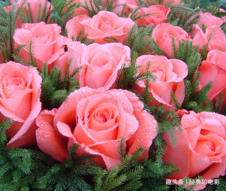 此花被称为“液体黄金”,在我国是侠客的象征,也是世界爱情之花