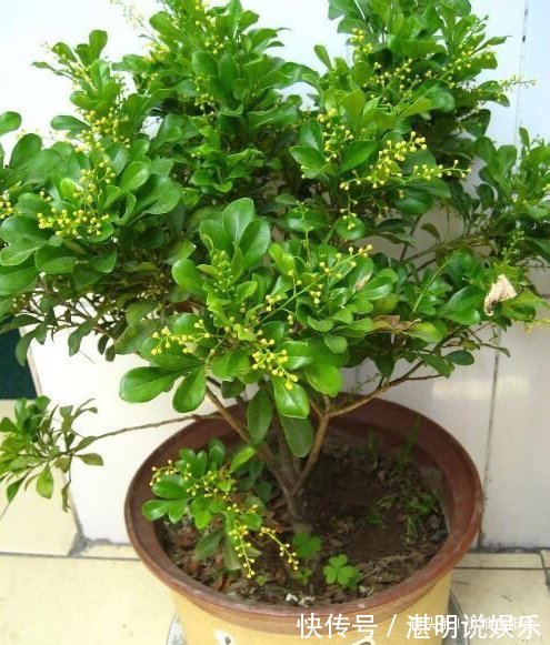 病虫害|米兰花怎么修剪一个修剪“小窍门”,植株饱满,枝繁叶茂开花多