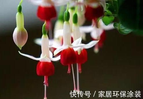 空间|家里这些花卉吊起来养,既增加了观赏价值,又节省了养殖空间