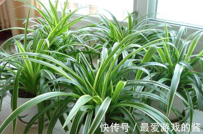 这7种绿植是空气净化小能手,很适合养在室内,美观又增氧