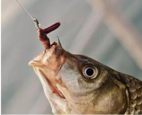 手竿|蚯蚓钓鱼的三种挂钩方法,针对不同鱼情你真的用对了吗?