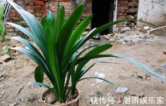 积水|为花友们介绍5种既养人又镇宅的花,盆栽养一盆很值