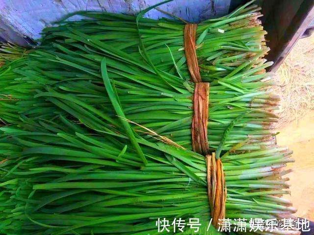 根部|买韭菜不是越粗越好，牢记“3买3不买”，过年包饺子别再买错了