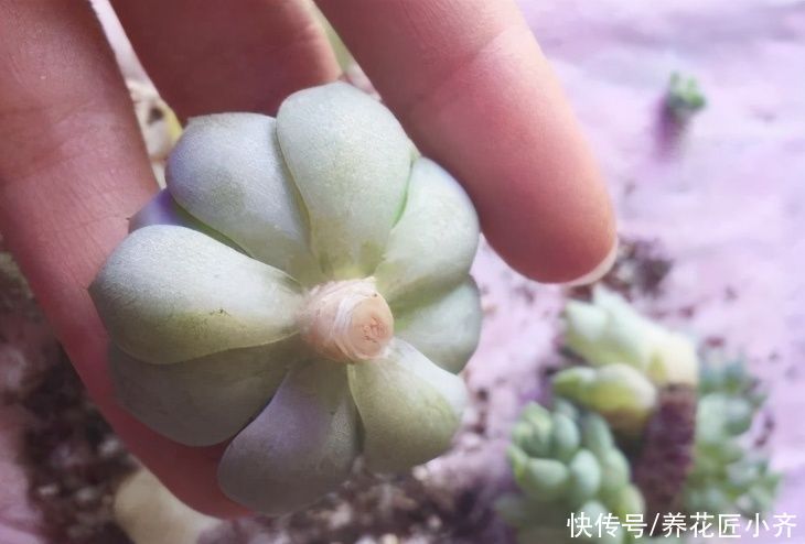 多肉|夏天如果多肉烂根，多数人会选择扔掉，其实处理得当，它还能恢复