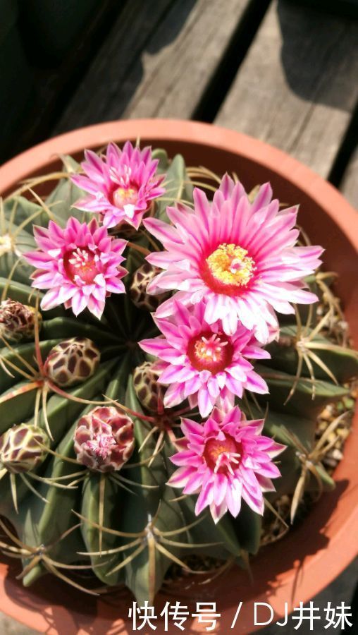 5种花很漂亮，好养易活，名字超好听，花更漂亮，花一开美翻天