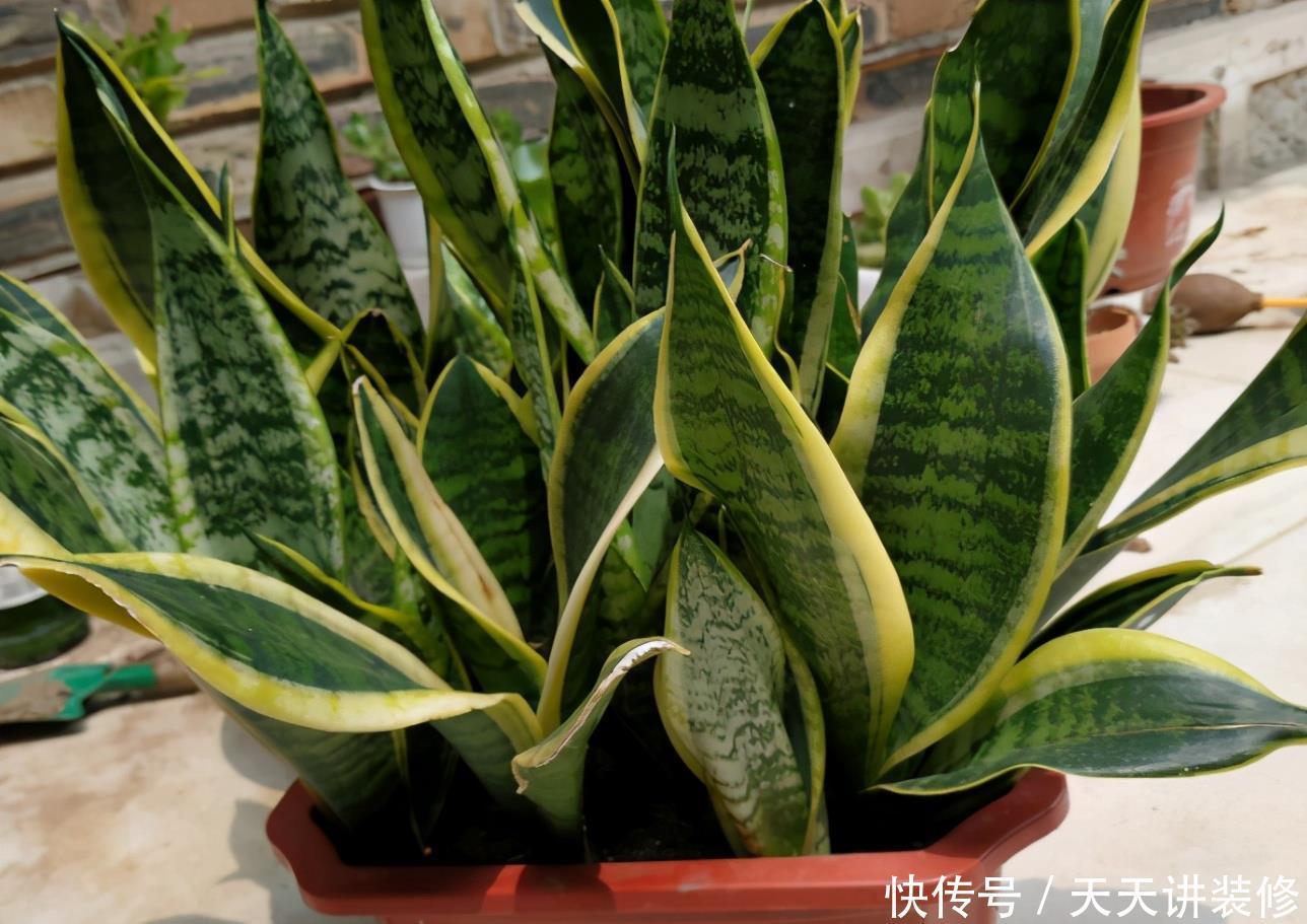 花土|新人养花容易出问题,不如盆栽虎皮兰,注意4点,好活漂亮