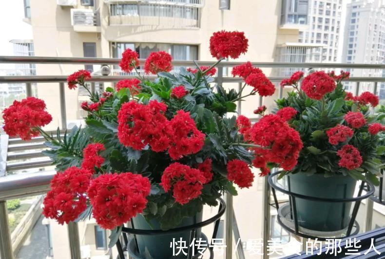 有个小阳台，定要养棵“红宝石”，满枝红花真喜庆，多季节有花赏