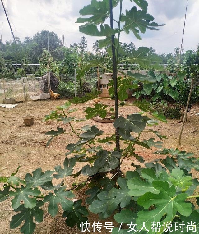 庭院栽种好吃易养的三棵不同品种无花果!