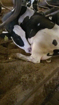 |搞笑GIF图：美女刚睡醒的样子vs你刚睡醒的样子！