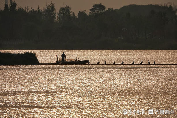 华山湖|华山湖“湖”拍，夕阳下的鱼鹰站成一排