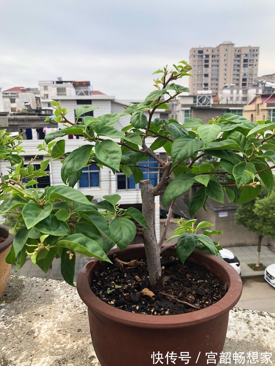 磷酸二氢钾|三角梅开花“零星点点”，干脆剪一刀，喂2勺开花肥，国庆开爆盆