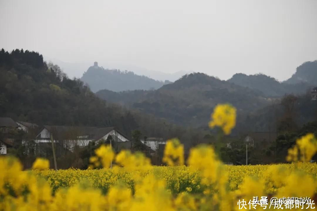 22℃的成都 7个油菜花地点 就近选择