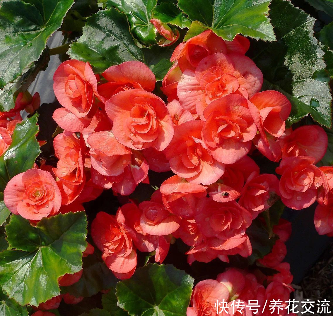 丽格海棠用浸盆法养护，可避免烂根烂茎，也能减少黄叶