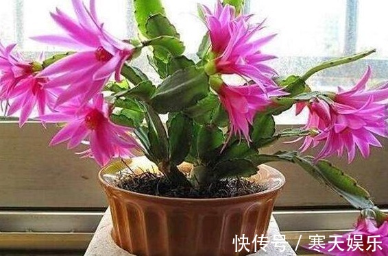 养花有“二宝”,什么花草都能养,用了后叶子油绿狂开花!