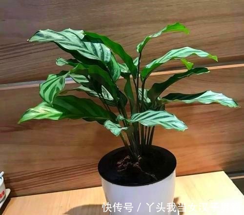 竹芋观叶价值高,这样养还能开花,令人惊奇!