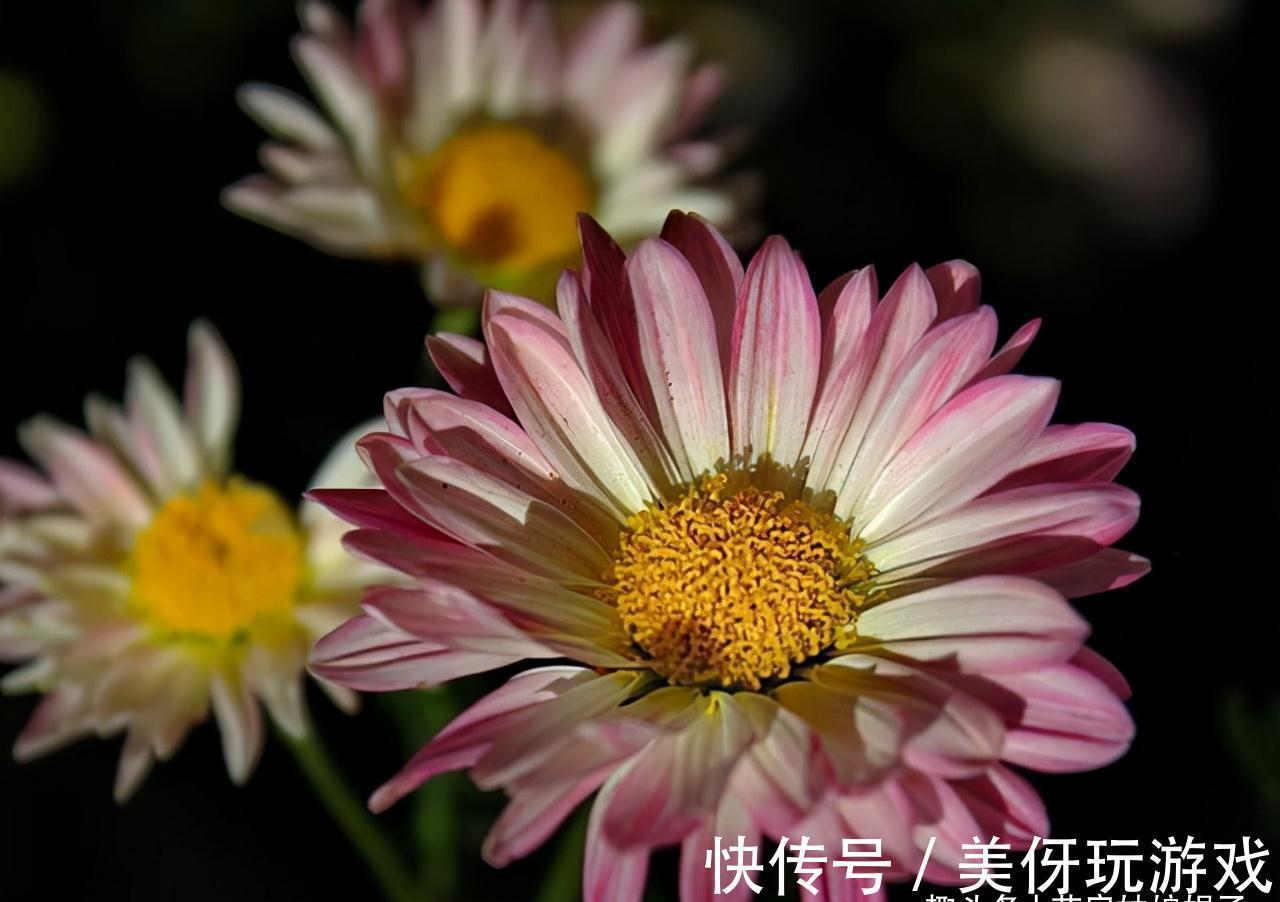 香妃|5种“喜冷花”，花期主要在冬季，好养又漂亮，开花特别香