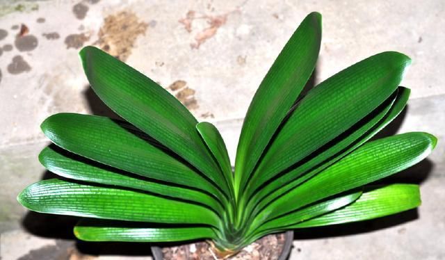 啤酒养花的正确姿势学会了吗？掌握方法，养花爆盆，开花不断！