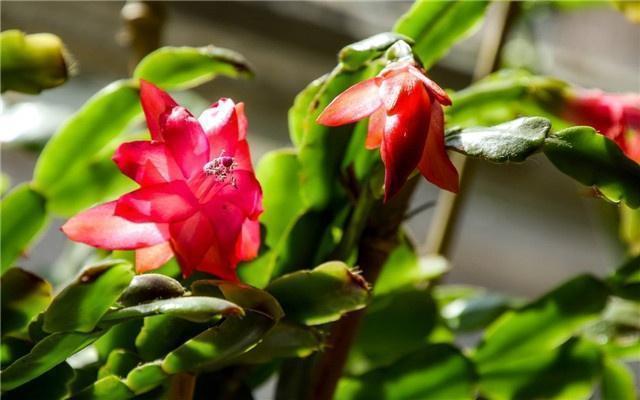 蟹爪兰花开后,做到1点,根系粗壮,来年开花成“花海”