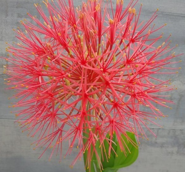 三文鱼|喜欢养花,不如养盆网球花,花色艳丽,花开密集四射如球,特别美