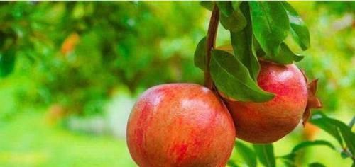 桃胶|它被称为天然的“胰岛素”,每天坚持吃,让你血糖稳定更健康