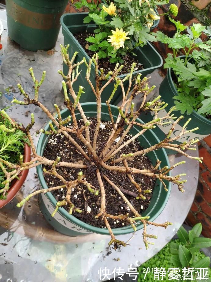 虎皮兰,红掌,吊兰养成老桩,变成大树,真壮观