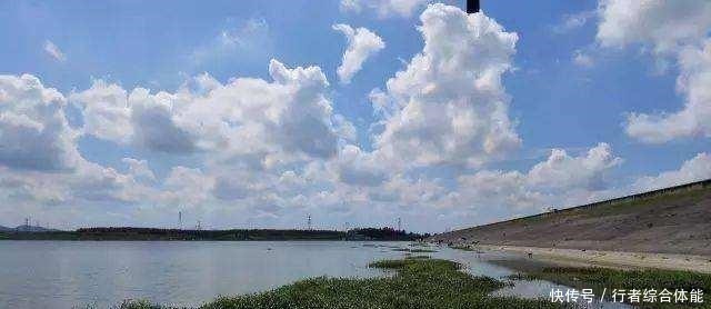 水草|老话讲“钓鱼要钓草，不然要白跑”！但这4种水草钓也白跑