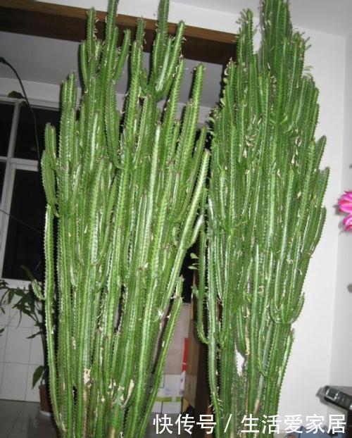 懒人|4种懒人树,浇水懒一些,种在小盆里,呼呼长不停,是盆栽佳品!