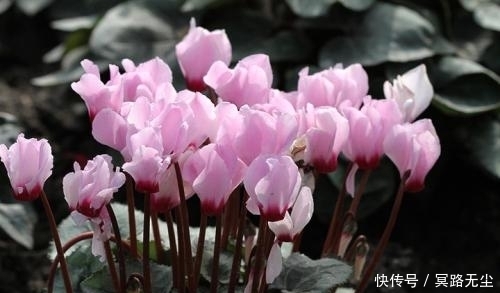 仙客来|在农村无人问津的野花,却被誉为“盆花之王”,有镇静助眠的作用