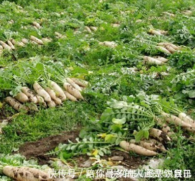 家人|不吃萝卜的都看看,现在知道还不晚,别忘了告诉家人啊