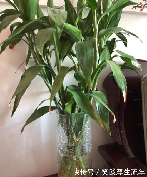 花儿|家中无法养这三类绿植,白送都不要,危害很大不建议养