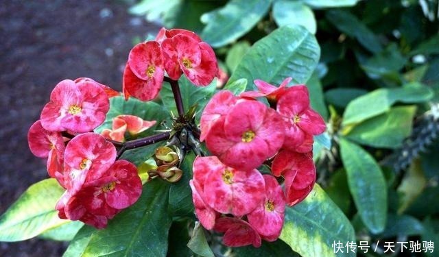 茉莉|6种花，再舍不得也要“搬出去”，越狠狠晒，越满头开花！